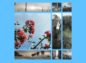 Create an Image Gallery with CSS Grid (Expandable Grid Gallery ) Image Gallery with CSS Grid