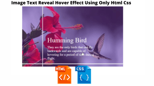 Read more about the article Text Over Image On Hover Using HTML and CSS