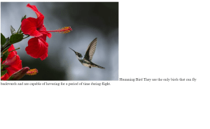 Image Text Reveal Hover Effect Using Only Html Css Image Text Reveal Hover Effect
