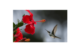 Image Text Reveal On Hover Effect Using HTML & CSS