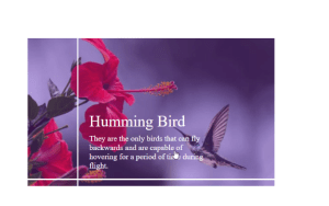 Image Text Reveal On Hover Effect Using HTML & CSS