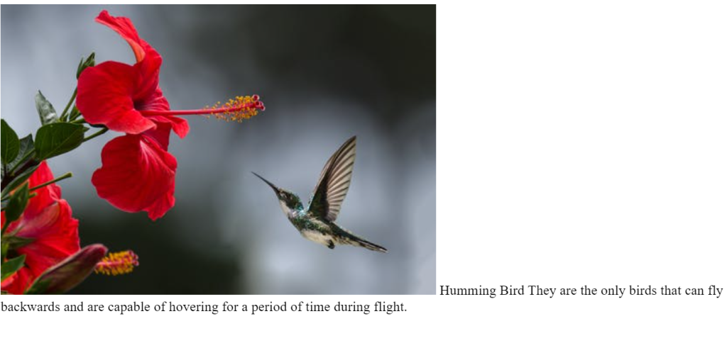 Text Over Image On Hover Using HTML and CSS Text Over Image On Hover Using HTML and CSS