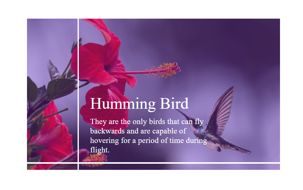 Image Text Reveal On Hover Effect Using HTML & CSS
