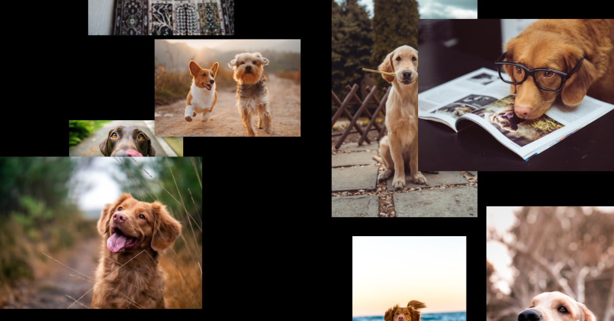 Read more about the article 15+ HTML Slideshow Designs