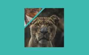 15+ Spotlight Effects With CSS