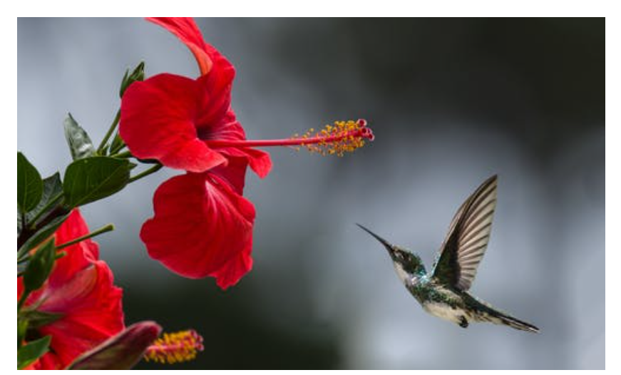 Text Over Image On Hover Using HTML and CSS
